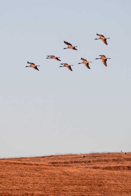 (miniature) Un vol de grues à cou noir au-dessus de la réserve naturelle de grues à cou noir de Dashanbao à Zhaotong