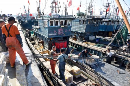(miniature) Des pêcheurs déchargent leurs prises au port de pêche de Jimiya dans la nouvelle zone de Xihai'an (côte ouest) à Qingdao
