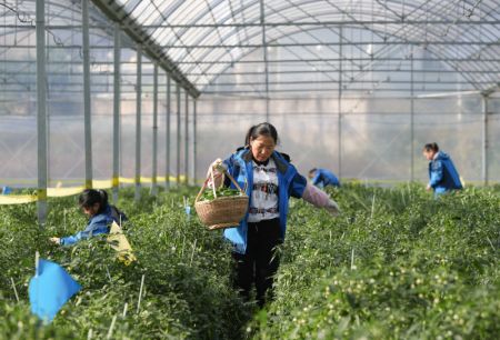 (miniature) Des agriculteurs récoltant des poivrons