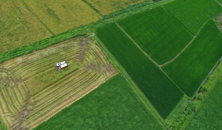 (miniature) Photo a&eacute;rienne d'un agriculteur r&eacute;coltant du riz avec une moissonneuse dans le village de Taijiu du bourg de Taiyuan