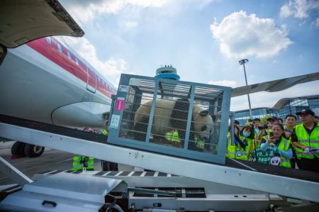 (miniature) Un panda g&eacute;ant arrive &agrave; l'a&eacute;roport international Taizhou de Yangzhou