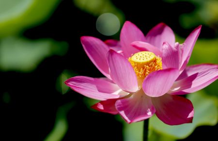 (miniature) Une fleur de lotus à Xiangfen