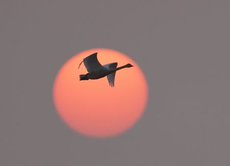 (miniature) Un cygne volant dans la lueur du soleil couchant dans la zone de conservation de la grue blanche de Wuxing au bord du lac Poyang à Nanchang