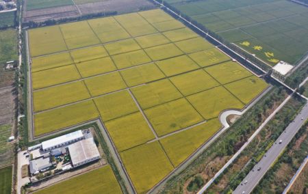 (miniature) Photo aérienne de rizières dans une zone de démonstration de plantation de riz du bourg de Dawang