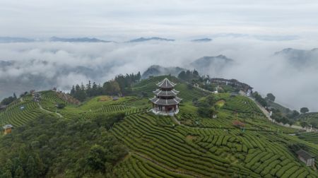 (miniature) Vue aérienne d'un jardin de thé dans le district autonome Dong de Sanjiang