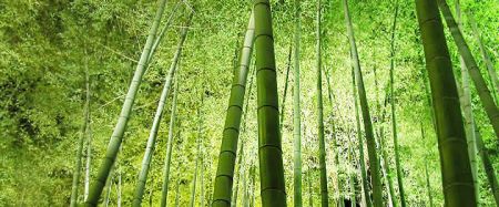 (miniature) bambou