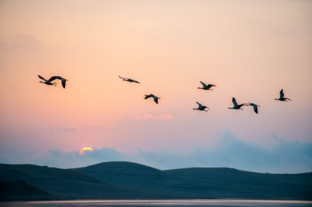 (miniature) Une volée de grues à cou noir survole la Réserve naturelle de grues à cou noir de Dashanbao