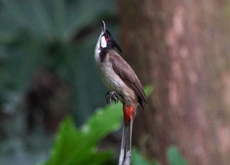 (miniature) Un oiseau se repose dans un parc forestier de Nanning