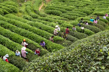 (miniature) Des agriculteurs travaillent dans un champ de thé du village Tianxin de la ville de Wuyishan