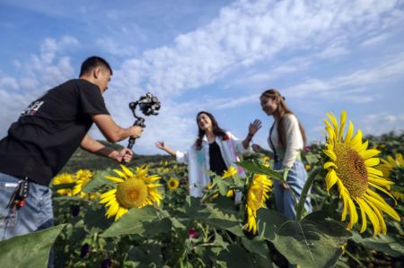 (miniature) Des touristes filment une vidéo au milieu de tournesols dans le bourg de Niangniangzhuang à Zunhua