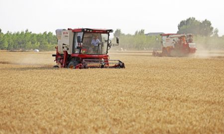 (miniature) Des agriculteurs conduisent des moissonneuses dans un champ de blé du village de Sanjing