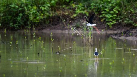 (miniature) Des oiseaux migrateurs dans la Réserve naturelle du port de Dongzhai