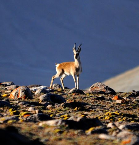 (miniature) Une gazelle du Tibet dans la prairie de Haltent