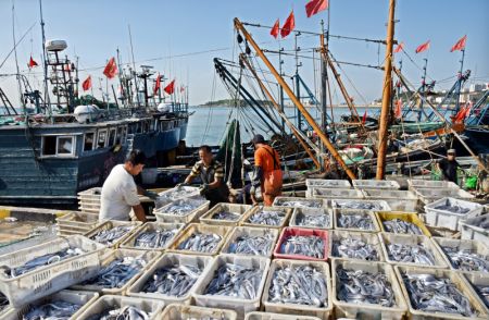 (miniature) Des pêcheurs déchargent leurs prises au port de pêche de Jimiya dans la nouvelle zone de Xihai'an (côte ouest) à Qingdao