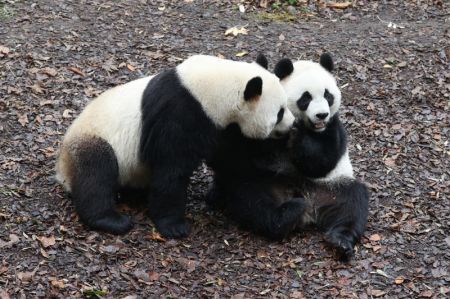 (miniature) Les jumeaux Bao Di (à gauche) et Bao Mei sont photographiés au zoo de Pairi Daiza à Brugelette