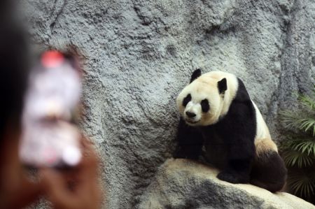 (miniature) Un touriste prenant des photos du panda géant Jianjian à Macao