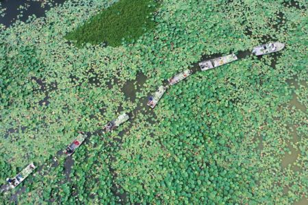 (miniature) Des villageois cueillent des feuilles de lotus dans le lac Hongze