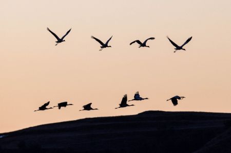 (miniature) Un vol de grues à cou noir au-dessus de la réserve naturelle de grues à cou noir de Dashanbao