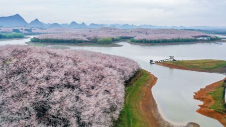 (miniature) Photo aérienne prise le 17 mars 2022 de cerisiers en fleur dans un jardin de cerisiers de la nouvelle zone de Guian à Guiyang