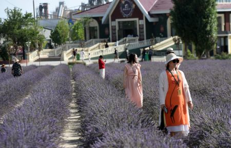 (miniature) Des touristes visitent un champ de lavande du district de Huocheng