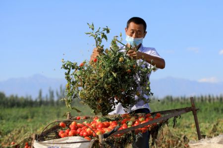 (miniature) Un agriculteur récolte des tomates dans le district de Bohu
