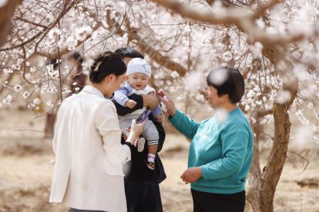 (miniature) Une famille visite un festival des fleurs d'abricotiers dans le district de Toksun