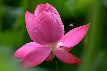 (miniature) Une fleur de lotus dans un parc à Shijiazhuang