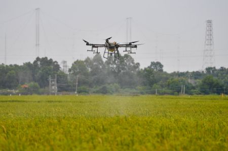 (miniature) Un drone pulv&eacute;rise des pesticides dans un champ de production de semences dans la ville de Dongfang