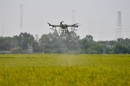 (miniature) Un drone pulvérise des pesticides dans un champ de production de semences dans la ville de Dongfang