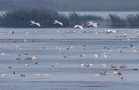 (miniature) Des cygnes et d'autres oiseaux au lac Huangpi