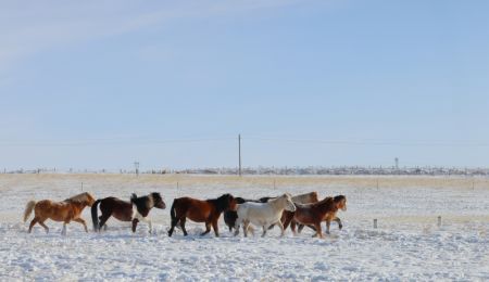 (miniature) Une harde de chevaux dans une prairie de Xilingol