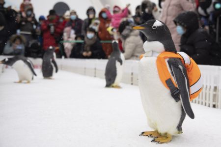 (miniature) Des gens observent les pingouins du Polarpark d'Harbin à Harbin