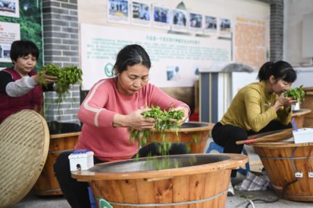 (miniature) Des agricultrices remuent et torr&eacute;fient des feuilles de th&eacute; fra&icirc;chement cueillies dans le village de Pengtang
