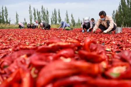(miniature) Photo prise le 1er septembre 2020 montrant des paysans faisant sécher des piments à Dongdahan