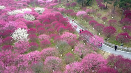 (miniature) Photo aérienne d'un jardin botanique dans l'arrondissement de Maojian à Shiyan