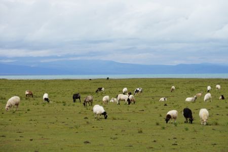 (miniature) Des moutons dans une prairie près du lac Qinghai