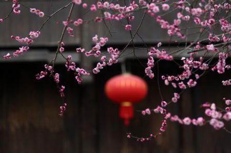 (miniature) Fleurs de prunier dans l'ancien bourg de Zhuoshui