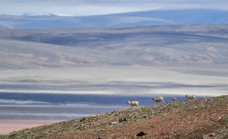 (miniature) Des antilopes tibétaines près du lac Zonag à Hoh Xil