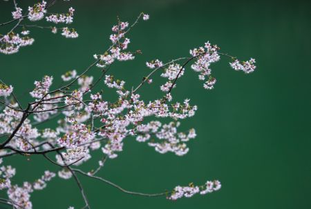 (miniature) Des cerisiers en fleur à Datang