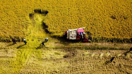 (miniature) Une moissonneuse récolte du riz dans le bourg de Pizhuang du district de Taierzhuang