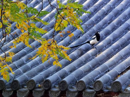 (miniature) Paysage d'automne du parc Yuanmingyuan