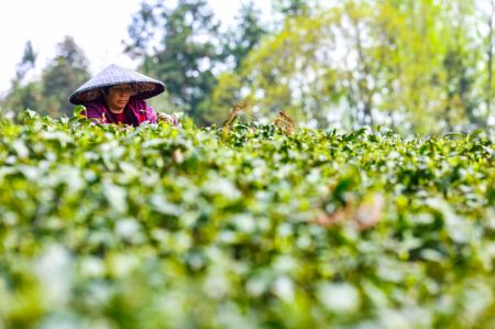 (miniature) Une agricultrice cueille des feuilles de th&eacute; dans une plantation de th&eacute; dans le district de Meitan