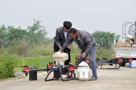 (miniature) Des agriculteurs utilisent un drone pour pulv&eacute;riser des pesticides sur une rizi&egrave;re dans le district de Nanchang