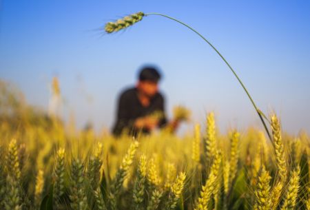 (miniature) R&eacute;colte du bl&eacute; dans le village de Guolyuzhuang