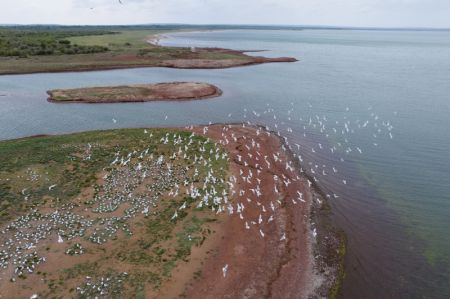 (miniature) Photo de drone de mouettes reliques dans la réserve naturelle nationale de Hongjiannao