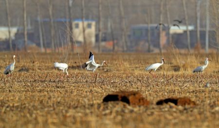 (miniature) Des grues blanches dans la zone humide de Huanzidong