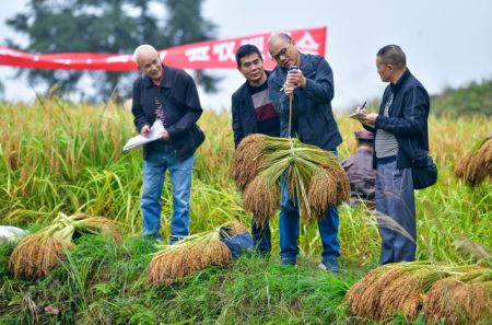 (miniature) Des techniciens agricoles mesurent le rendement du riz gluant dans le village de Jianhua du district de Congjiang de la préfecture autonome Miao de Qiandongnan