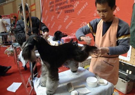 (miniature) Un Pékinois s'interroge sur l'utilisation des frais d'inscription pour ses chiens