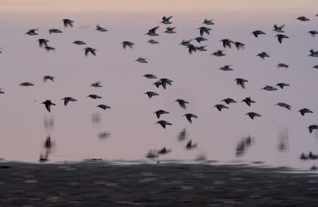 (miniature) Des oiseaux migrateurs dans la réserve nationale des zones humides Nanji du lac Poyang