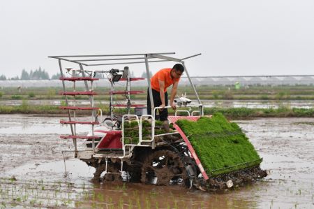 (miniature) Une repiqueuse de riz autonome travaille sur une base de plantation intelligente